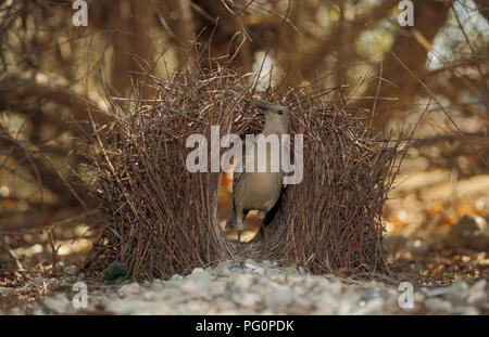 Die größere Bowerbird (Chlamydera nuchalis) ist eine häufige Bewohner der nördlichen Australien. Hier drinnen ist es Bower. Stockfoto