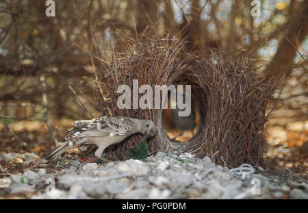Männliche und weibliche Großbowerbirds (Chlamydera nuchalis), die hier mit dem Laub gesehen werden. Stockfoto