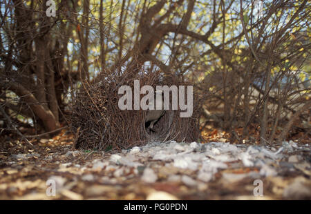 Die größere Bowerbird (Chlamydera nuchalis) ist eine häufige Bewohner der nördlichen Australien. Hier drinnen ist es Bower. Stockfoto