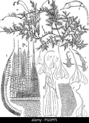 *Flore de Buitenzorg* beschreibt die vielfältige Pflanzenwelt in der Region Buitenzorg und hebt verschiedene Arten und ihre botanischen Eigenschaften hervor. Die Arbeit konzentriert sich auf die lokale Flora und bietet umfassende Beschreibungen und Bilder von Pflanzenarten in der Gegend. Stockfoto