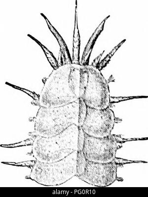 Dieses Handbuch bietet eine umfassende Abdeckung der Zoologie, einschließlich detaillierter Abbildungen und Beschreibungen verschiedener Arten von Wirbellosen und Wirbeltieren, wobei deren Morphologie und Klassifizierung hervorgehoben wird. Stockfoto