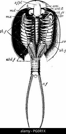 . Ein Handbuch der Zoologie. 232 Handbuch der Zoologie hgl (Abb. 132) das Abdomen mit seinen anhängseln ist unvollkommen entwickelt, und nicht vollständig in einem harten exoskele-Tonne umschlossen, dieser Region, die in der Shell von wellhornschnecken oder andere univalve Weichtiere, die der Eremit - Krabbe schleppt über mit ihm. 1 Die Krebstiere enumer - oben, zusammen mit dem Sand - Trichter, Asseln und ihre Verbündeten, und eine grosse Anzahl anderer Form ein oder zwei Sub-Klassen, in denen die Klasse Crustacea di- - die Sub-Klasse Mala - costraca. Die malacostraca sind hoch organisiert Crus - tacea, die in der Regel aus betrachten - in der Lage s Stockfoto