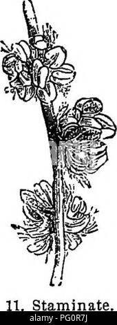 . Die Elemente der Forstwirtschaft: entwickelt, um Informationen über die Pflanzung und Pflege von Bäumen für Ornament oder Gewinn- und geben Anregungen für die Gestaltung und Pflege von Wäldern, mit Blick auf die Sicherung der größte Vorteil für die längste Zeit, besonders auf die Wünsche und Bedingungen der Vereinigten Staaten angepasst zu leisten. Die Wälder und die Forstwirtschaft. Die Blume und seine Teile: Prozess der Befruchtung. 29. Staminate. Blumen der Eiche erweitert. der Blüte ist gesichert, wenn der Pollen, bei Reife, con ist - veyed auf das Stigma der Griffel. 117. Die Blüten der Bäume sind oft Unsymme Stockfoto