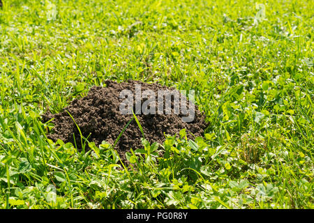 Maulwurfshügel auf dem Rasen im hellen Sonnenlicht - Kopie Raum Stockfoto