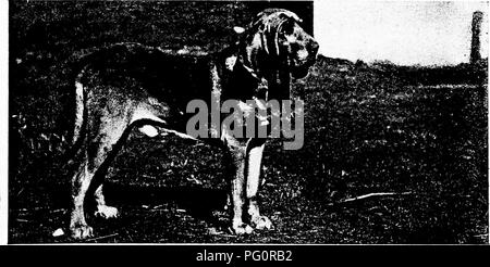 . Der Hund Buch: eine populäre Geschichte des Hundes, mit praktischen Informationen über die Pflege und Verwaltung von Haus, Zwinger, und Ausstellung Hunde, und Beschreibungen aller wichtigen Rassen. Hunde. SULTAN Eigentum von Frau C. Chapman CH. Zierliche BLOODHOUND KOPF aus einem Gemälde von Sir E. Landseer. Prinz LEO Eigentum von Dr. Knox, Danbury, Anschl. Bitte beachten Sie, dass diese Bilder sind von der gescannten Seite Bilder, die digital für die Lesbarkeit verbessert haben mögen - Färbung und Aussehen dieser Abbildungen können nicht perfekt dem Original ähneln. extrahiert. Watson, James, 1845 -. New York: Verdoppelt Stockfoto