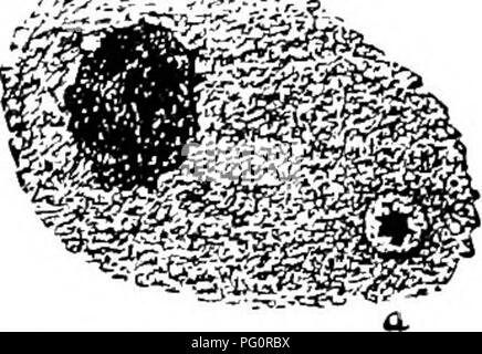 . Grundsätze der Pflanze Kultur: Eine elementare Abhandlung als text-Buch für Anfänger in der Landwirtschaft und im Gartenbau. Gartenbau, Botanik. : ^Ich?- ein "Ich". Abb. 75. Eine pcab Spot vergrößert. (Nach Trelease).. Bitte beachten Sie, dass diese Bilder sind von der gescannten Seite Bilder, die digital für die Lesbarkeit verbessert haben mögen - Färbung und Aussehen dieser Abbildungen können nicht perfekt dem Original ähneln. extrahiert. Goff, E.S. (Emmett Stull), 1852-1902. Madison, Wis: E.S.Goff Stockfoto