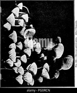 . Die Pilze, die die Krankheit verursachen. Pflanzenkrankheiten; Pilze. Die PILZE, DIE URSACHE DER KRANKHEIT 461. Bitte beachten Sie, dass diese Bilder sind von der gescannten Seite Bilder, die digital für die Lesbarkeit verbessert haben mögen - Färbung und Aussehen dieser Abbildungen können nicht perfekt dem Original ähneln. extrahiert. Stevens, Frank Lincoln, 1871-1934. New York: Macmillan Stockfoto