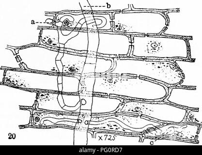 . Die Pilze, die die Krankheit verursachen. Pflanzenkrankheiten; Pilze. Abb. 327.- Clitocybe parasitica. Nach Wilcox. 1LG. 328.- Clitoc 'Ich' parasitica, Myzel Eingabe medulläre Ray. Nach "Ilcox.. Bitte beachten Sie, dass diese Bilder sind von der gescannten Seite Bilder, die digital für die Lesbarkeit verbessert haben mögen - Färbung und Aussehen dieser Abbildungen können nicht perfekt dem Original ähneln. extrahiert. Stevens, Frank Lincoln, 1871-1934. New York: Macmillan Stockfoto