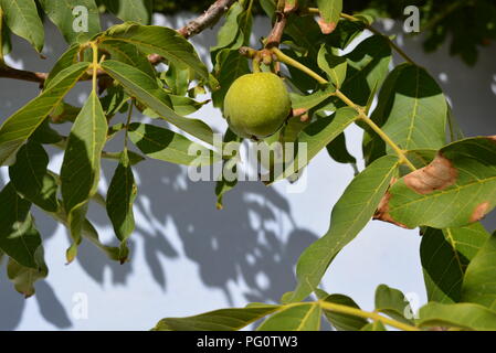 Blätter und Früchte von grünem Nussbaum mit Zweigen auf einem Baum und weißem Hintergrund. Stockfoto