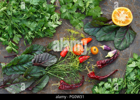 Verschiedene Arten von microgreens. Frische grüne Petersilie, Dill, Mangold, Koriander und Tomaten, Chile auf Eisen backgrownd. Stockfoto