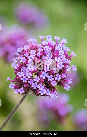 Verbena bonariensis Stockfoto