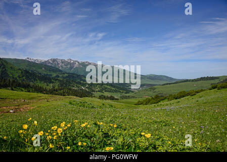 Felder mit Wildblumen auf dem alpinen Keskenkija Trek, Jyrgalan, Kirgisistan Stockfoto