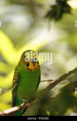 Grün und Gelb Vogel Wellensittich Melopsittacus undulatus Sitzstangen in einem Baum. Stockfoto