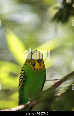 Grün und Gelb Vogel Wellensittich Melopsittacus undulatus Sitzstangen in einem Baum. Stockfoto