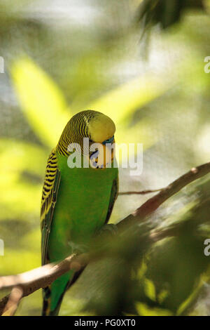 Grün und Gelb Vogel Wellensittich Melopsittacus undulatus Sitzstangen in einem Baum. Stockfoto