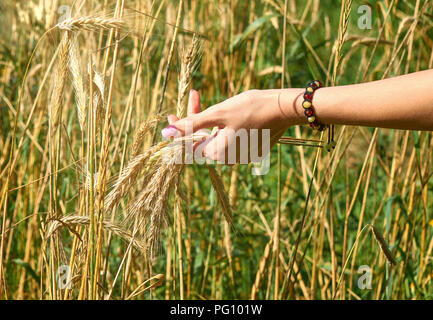 Schöne Hände einer jungen Frau sammeln von Weizen auf dem Feld der Erntezeit Hintergrund Stockfoto