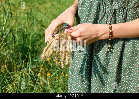 Schöne Hände einer jungen Frau sammeln und Schneiden von Weizen auf dem Feld der Erntezeit Hintergrund Stockfoto