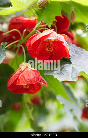 Abutilon 'Ashford Rot' Blüte in einer geschützten Umgebung. Stockfoto