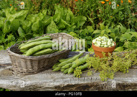 Geernteten Bohnen (Vicia faba), 'Potager de Suzanne', Le Pas, Mayenne, Pays de la Loire, Frankreich. Stockfoto