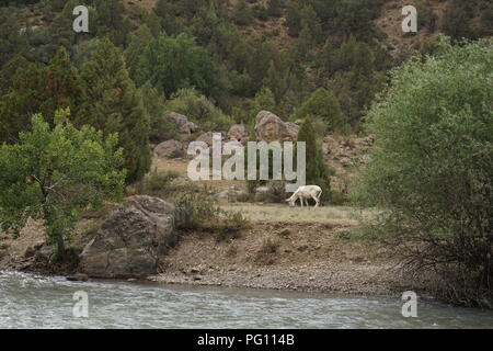 Esel grasen in der Nähe von Mountain River, Fann Mountains, Tadschikistan Stockfoto