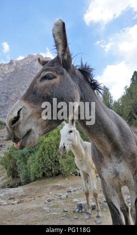 Nahaufnahme von zwei eseln im Fann Mountains, Tadschikistan Stockfoto