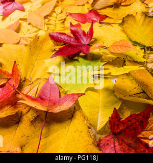 Blätter im Herbst Hintergrund. Blätter Blumen natürlichen Hintergrund Stockfoto