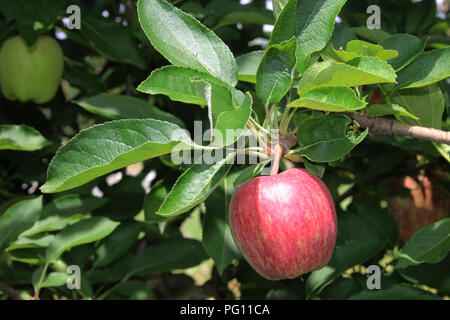 Red Apple clode bis Detail auf der Orchard Baum in der Sonne Stockfoto