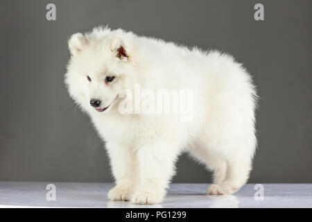 Samojeden Welpe Hund Stockfoto