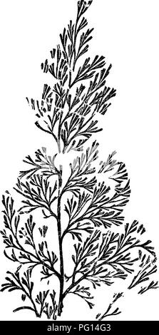 Diese Studie über fossile Pflanzen liefert Studenten der Botanik und Geologie detaillierte Beschreibungen von Pflanzenarten aus der paläobotanischen Ära, einschließlich Sphenopteris und anderen alten Pflanzenarten in Schottland. Stockfoto