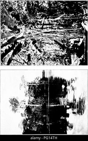 . Durch die brasilianischen Wildnis. Roosevelt-Rondon wissenschaftliche Expedition (1913-1914); Zoologie. . Bitte beachten Sie, dass diese Bilder sind von der gescannten Seite Bilder, die digital für die Lesbarkeit verbessert haben mögen - Färbung und Aussehen dieser Abbildungen können nicht perfekt dem Original ähneln. extrahiert. Roosevelt, Theodore, 1858-1919. New York, C. Scribner's Söhne Stockfoto