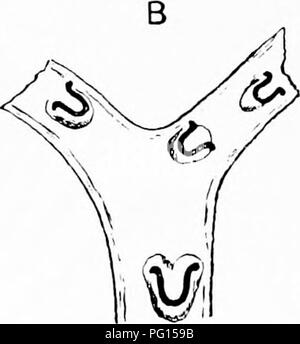 Ein Bild von „fossilen Pflanzen“, eine Ressource für Botanik- und Geologiestudenten, mit detaillierten Illustrationen fossiler Pflanzenexemplare. Ziel der Arbeit ist es, Einblicke in die Pflanzenentwicklung und den Fossilienbestand der antiken Flora zu geben. Stockfoto