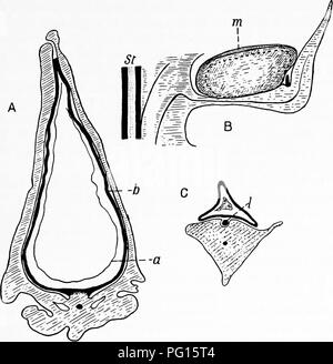 Eine umfassende Studie über fossile Pflanzen, die sich an Studenten der Botanik und Geologie richtet und verschiedene ausgestorbene Pflanzenarten, ihre Strukturen und ihre geologische Bedeutung in der Paläobotanik beschreibt. Stockfoto