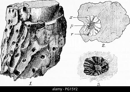 . Fossile Pflanzen: für Studenten der Botanik und Geologie. Paläobotanik. Kapitel XVIr. Unterirdischen RHIZOMEN UND WURZELN DES paläozoikum LYCOPODIACEOUS PFLANZEN. Stigmaria. Stigmaria ficoides ist der Name auf zylindrische gegeben wirft mit im Paläozoikum Felsen, aus dem Devon" der Permian 2 mit glatter oder unregelmäßig faltige Oberfläche Lager gekennzeichnet. Fio. 204. Stigmaria ficoides Brongn. Master of Science (siehe Band I, S. 73.) spiralförmig entsorgt kreisrunde Narben von einem erhöhten Rand begrenzt und mit einem kleinen zentralen Grube. Es ist nicht ungewöhnlich, dass der Nachweis einer teilweisen Einsturz des Stoffes der Anlage 1 finden Stockfoto