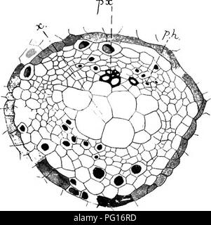 . Studien in fossilen Botanik. Paläobotanik. 329 BOTRYOPTERIS adaxial protoxylem - Gruppen häufig United in Einem, und die Fusion mit der Stele statt, dieser Gruppe unbedingt auf eine interne Position in der stelar Holz; jeder Phase der Fusion ist in serielle Abschnitte B. Hirsuta oder Ramosa gezeigt. Damit das Xylem der Stele wurde endarch; Spirale Elemente nicht oft in den Stammzellen, die eine vergleichsweise gefunden werden. Abb. 122.- Botryopteris kirsuta. Querschnitt der vaskulären Bündel von jungen Blattstiel, zeigt die Xylem im Laufe der Differenzierung, Px, Verholzen protoxylem; x, thin-wa Stockfoto