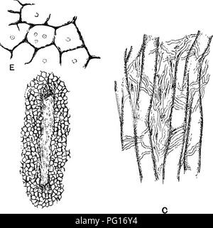 Diese Studie konzentriert sich auf fossile Pflanzen und bietet detaillierte Bilder und Beschreibungen von Pflanzenarten wie Nematophycus Logani, die für Botanik- und Geologiestudenten verwendet werden, um die Pflanzenentwicklung im Laufe der Zeit zu verstehen. Stockfoto