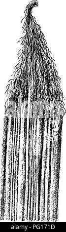 . Fossile Pflanzen: für Studenten der Botanik und Geologie. Paläobotanik. . Bitte beachten Sie, dass diese Bilder sind von der gescannten Seite Bilder, die digital für die Lesbarkeit verbessert haben mögen - Färbung und Aussehen dieser Abbildungen können nicht perfekt dem Original ähneln. extrahiert. Seward, A.C. (Albert Charles), 1863-1941. Cambridge: University Press Stockfoto
