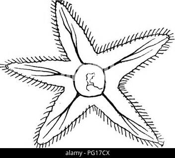 . Studien an Tieren das Leben. Zoologie; Natur studieren. Rg. Ich Sp-Seevocs System der Sea-haee Cbntipedb (A) und (B). Abb. 19.- Nebv 0 U 6 S'KSTEM von STABFien.. Bitte beachten Sie, dass diese Bilder sind von der gescannten Seite Bilder, die digital für die Lesbarkeit verbessert haben mögen - Färbung und Aussehen dieser Abbildungen können nicht perfekt dem Original ähneln. extrahiert. Lewes, George Henry, 1817-1878. New York: Harper Stockfoto