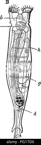 . Studien an Tieren das Leben. Zoologie; Natur studieren. Abb. 16.- Eotifee Vcloaeis. Ein, mit den Rädern der (bei C). B, die mit den Rädern erweitert; 6, Auge Flecken; e, Kiefer und Zähne;/, Speiseröhre; j; Embryo; ft, Embryo weiter entwickelt;?, Wasser-System; fc, Vent. Bitte beachten Sie, dass diese Bilder sind von der gescannten Seite Bilder, die digital für die Lesbarkeit verbessert haben mögen - Färbung und Aussehen dieser Abbildungen können nicht perfekt dem Original ähneln. extrahiert. Lewes, George Henry, 1817-1878. New York: Harper Stockfoto