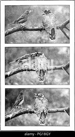 . Nature's Carol Singers. Vögel. Eine Geschichte in drei Kapiteln: EIN JUNGER KUCKUCK UND SEINEN BAUM PIEPER PFLEGEMUTTER.. Bitte beachten Sie, dass diese Bilder sind von der gescannten Seite Bilder, die digital für die Lesbarkeit verbessert haben mögen - Färbung und Aussehen dieser Abbildungen können nicht perfekt dem Original ähneln. extrahiert. Kearton, Richard, 1862-1928; Kearton, Kirsche, 1871-1940, Illus. London, New York [etc. ] Cassell und Co., Ltd. Stockfoto