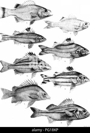 Diese Arbeit präsentiert eine umfassende Naturgeschichte der Fischarten, die in den Gewässern Indiens, Burmas und Ceylons leben. Es enthält detaillierte Platten verschiedener Fischarten wie Therapon Puta und Datnia Argentea, die zum Verständnis der regionalen Ichthyologie beitragen. Stockfoto