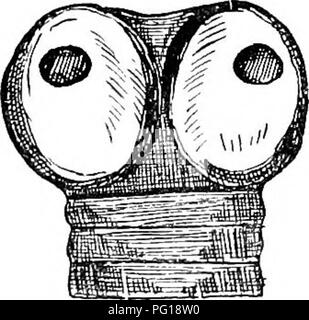 . Veterinärmedizinische Parasitologie. Haustieren; veterinärmedizinische Parasitologie. 74 veterinärmedizinische Parasitologie woma zwischen den Augen und das Licht eine undurchsichtige Linie gesehen kann die gesamte Länge der einzelnen Segmente, über | Zoll vom Rand sein. Der Kopf ist groß und erstreckt sich über die angrenzenden Segmente, während die Saugnäpfe, im Gegensatz zu denen von Tcenia expansa, rund sind. Taenia Planissima oder Denticulata. âThis Wurm reicht von 3 bis 6 Fuß in der Länge und ist durch eine gezahnte Kante, die durch die Überlappung der einzelnen Anterior Segment ist gekennzeichnet ist. Der Kopf ist groß, die Sauger sind leicht Stockfoto