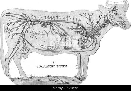 . Die erfolgreiche Stockman und Handbuch der Tierhaltung. Vieh; Veterinärmedizin. . Bitte beachten Sie, dass diese Bilder sind von der gescannten Seite Bilder, die digital für die Lesbarkeit verbessert haben mögen - Färbung und Aussehen dieser Abbildungen können nicht perfekt dem Original ähneln. extrahiert. Gardenier, Andrew A. Springfield, Massachusetts: King-Richardson Co. Stockfoto