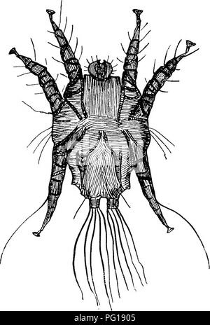 . Veterinärmedizinische Parasitologie. Haustieren; veterinärmedizinische Parasitologie. Parasiten, die die Haut betreffen 15 den Widerrist und Rücken. Es ist von Pferd zu Pferd übertragen. Es produziert intensiver Juckreiz und das Tier reibt die Teile und kann]) roduce schwere Wunden. Die. Abb. 4.-Symbionten Equi (Männlich), ventrale Oberfläche. Parasit lebt auf der Oberfläche und ist leichter dis - abgedeckt. Symbiotische Mange an das Pferd. - Die Symhiotes equi. Bitte beachten Sie, dass diese Bilder aus gescannten Seite Bilder, die digital für die Lesbarkeit verbessert haben mögen - Färbung und Aussehen dieser Abbildungen m extrahiert werden Stockfoto