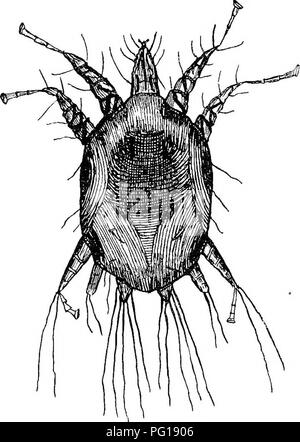 . Veterinärmedizinische Parasitologie. Haustieren; veterinärmedizinische Parasitologie. 14 veterinärmedizinische Parasitologie Prognose sollte geschützt sein, da die Krankheit oft Behandlung widersteht, und Rückfall ist sehr häufig. Es ist extrem schwierig, der Inhaber und stabil - Männer die Notwendigkeit der absoluten Desinfektion des Kabelbaums, Teppiche zu beeindrucken, und Pflege Utensilien, und die Vermeidung von Reinfektionen.. Abb. 3.- PsoROPTES Egui (Männlich): Rückenseite Psoroptic Räude bei Pferden. - Der Parasit verantwortlich ist der Psoropies communis, div. equi. Diese Form von Angriffen Räude geschützten Positionen, wie die Mähne und Schweif, der intermaxillar Stockfoto