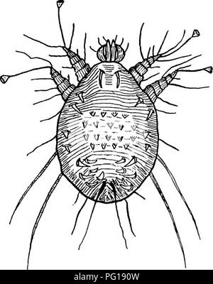 . Veterinärmedizinische Parasitologie. Haustieren; veterinärmedizinische Parasitologie. Parasiten, die die Haut betreffen 13 gesunden, gut ernährten Tieren; aber in diesem Fall die natürlichen Abwehrkräfte sind stärker, und so die Krankheit wird dabei von leicht zu beseitigen. Die Räude bei Pferden produziert Symptome der große Haut Juckreiz, vor allem wenn das Tier dem Sonnenlicht ausgesetzt ist und während der Nacht. Wenn die Teile mit den Fingern zerkratzt sind, zeigt das Pferd Symptome der Wertschätzung. Abb. 2.-sarcoptes Eqci: Dorsale Oberfläche. Durch die Lippen smacking und Nicken des Kopfes, und diese Zeichen wurden früher Cons Stockfoto