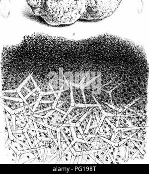 . Eine Monographie des britischen SpongiadÃ ¦. Schwämme. Platte XCn.h-v^*, ^-^ f: ^.- f i1 i'* â ¢ â "f" ^f S ^^w^ Â ¥ 'ICH'. / 0*^^V 9 n n. Bitte beachten Sie, dass diese Bilder sind von der gescannten Seite Bilder, die digital für die Lesbarkeit verbessert haben mögen - Färbung und Aussehen dieser Abbildungen können nicht perfekt dem Original ähneln. extrahiert. Bowerbonk, James Scott, 1797-1877; Norman, Alfred Merle, 1831 - red. London Pub für den Ray Gesellschaft von R. Hardwicke Stockfoto