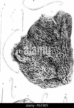 . Eine Monographie des Britischen Spongiadae. Schwämme. Platte lAlTT.. . Bitte beachten Sie, dass diese Bilder sind von der gescannten Seite Bilder, die digital für die Lesbarkeit verbessert haben mögen - Färbung und Aussehen dieser Abbildungen können nicht perfekt dem Original ähneln. extrahiert. Bowerbonk, James Scott, 1797-1877; Norman, Alfred Merle, 1831 - red. London Pub für den Ray Gesellschaft von R. Hardwicke Stockfoto