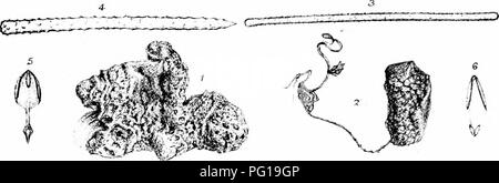 . Eine Monographie des Britischen Spongiadae. Schwämme. Platte XLVI.. Bitte beachten Sie, dass diese Bilder sind von der gescannten Seite Bilder, die digital für die Lesbarkeit verbessert haben mögen - Färbung und Aussehen dieser Abbildungen können nicht perfekt dem Original ähneln. extrahiert. Bowerbonk, James Scott, 1797-1877; Norman, Alfred Merle, 1831 - red. London Pub für den Ray Gesellschaft von R. Hardwicke Stockfoto