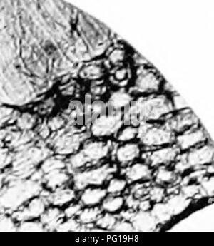. A biochemic Basis für das Studium der Taxonomie, Vererbung, Evolution, etc., mit besonderer Bezugnahme auf die Stärke und das Gewebe des Elternteils - Aktien und Hybrid-Bestände und die Stärke und hämoglobine von Sorten, Arten und Gattungen. Stärke; Biochemie; Pflanzen-hybriden; Pflanzen. mMiyjii^ Ich. Bitte beachten Sie, dass diese Bilder sind von der gescannten Seite Bilder, die digital für die Lesbarkeit verbessert haben mögen - Färbung und Aussehen dieser Abbildungen können nicht perfekt dem Original ähneln. extrahiert. Reichert, Edward Tyson, b. 1855. Washington, D.C., Carnegie Institution Stockfoto