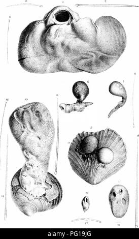 . Eine Monographie des britischen SpongiadÃ ¦. Schwämme. Platte xxxvr.. • U, â! Ich, IJ, â^ubf-ich-pn 1 - 4. H. cariiosa 5-li Ticiis 10 - 17 Ww ^. t "n^. Bitte beachten Sie, dass diese Bilder sind von der gescannten Seite Bilder, die digital für die Lesbarkeit verbessert haben mögen - Färbung und Aussehen dieser Abbildungen können nicht perfekt dem Original ähneln. extrahiert. Bowerbonk, James Scott, 1797-1877; Norman, Alfred Merle, 1831 - red. London Pub für den Ray Gesellschaft von R. Hardwicke Stockfoto